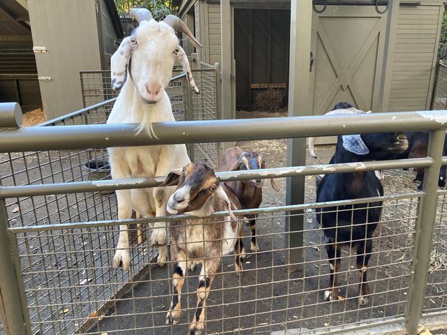 A photo of goats at the Tisch Children's Zoo in Central Park